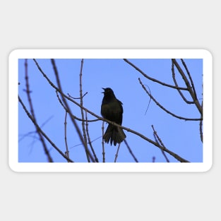 Common Grackle Perched On A Tree Branch Sticker